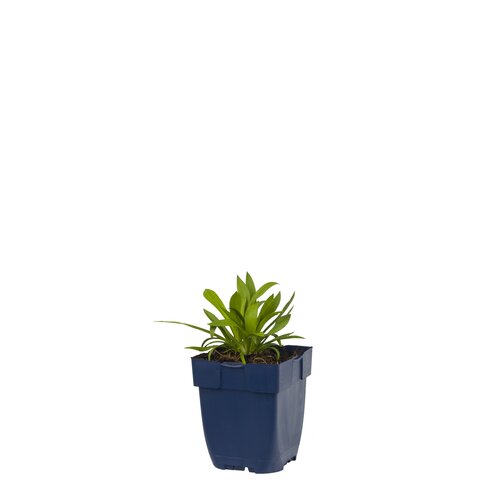 Armeria pseud. 'Ballerina White', in 11cm-pot