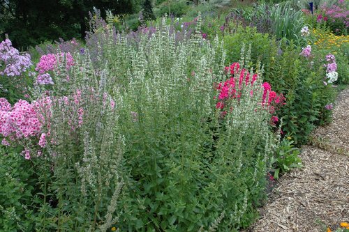 Hello Garden Agastache rugosa Alabaster vaste plant
