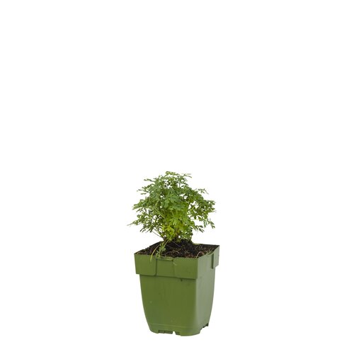 Ruta graveolens, in 11cm-pot