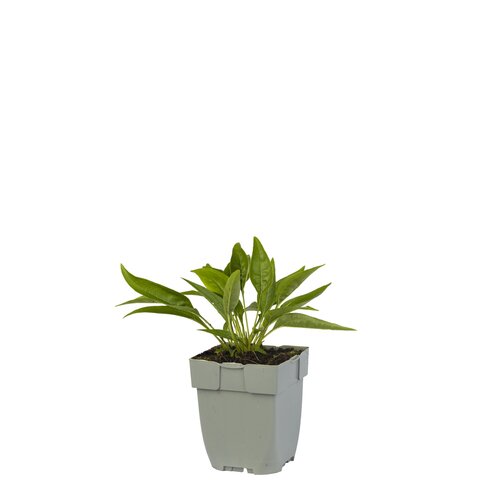 Echinacea 'Meditation White', in 11cm-pot