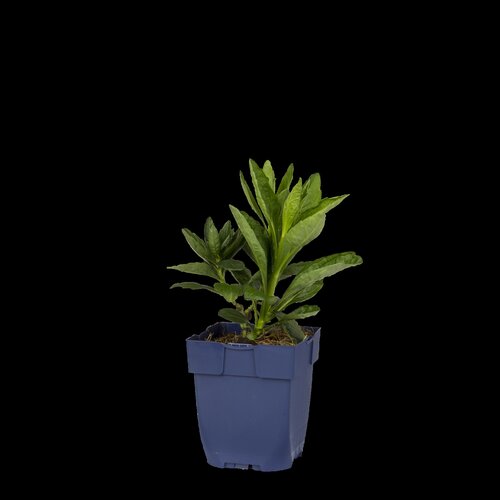 Aster ager. 'Starshine', in 11cm-pot