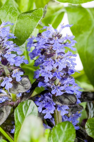Ajuga reptans, in 11cm-pot - afbeelding 4