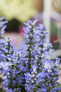 Ajuga reptans, in 11cm-pot - afbeelding 5