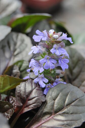 Ajuga reptans, in 11cm-pot - afbeelding 2
