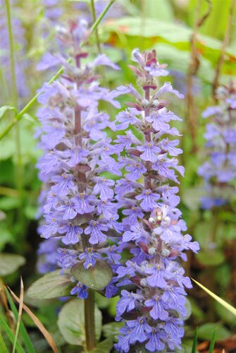Ajuga reptans, in 11cm-pot - afbeelding 3