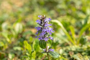 Ajuga reptans, in 11cm-pot - afbeelding 6
