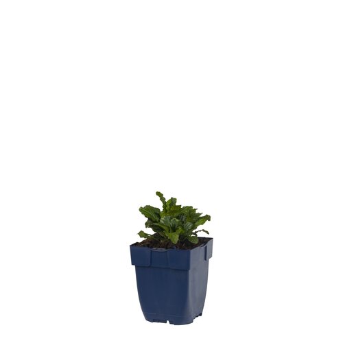 Ajuga reptans, in 11cm-pot - afbeelding 1