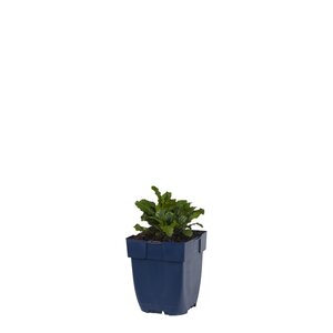 Ajuga reptans, in 11cm-pot - afbeelding 1