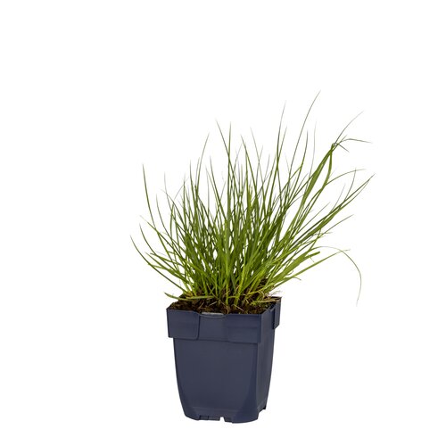 Panicum virg. 'Northwind', in 11cm-pot