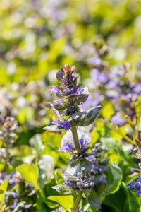Hello Garden Ajuga reptans Catlins Giant bodembedekker - afbeelding 1