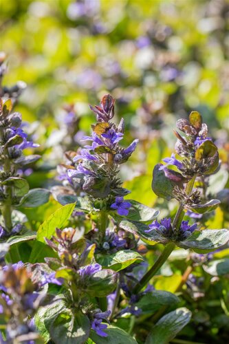 Hello Garden Ajuga reptans Catlins Giant bodembedekker - afbeelding 2