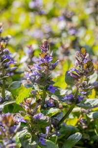 Hello Garden Ajuga reptans Catlins Giant bodembedekker - afbeelding 2