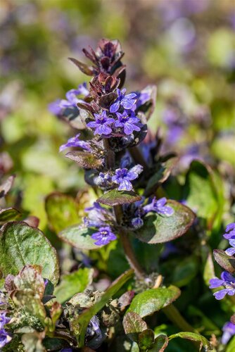 Hello Garden Ajuga reptans Catlins Giant bodembedekker - afbeelding 4