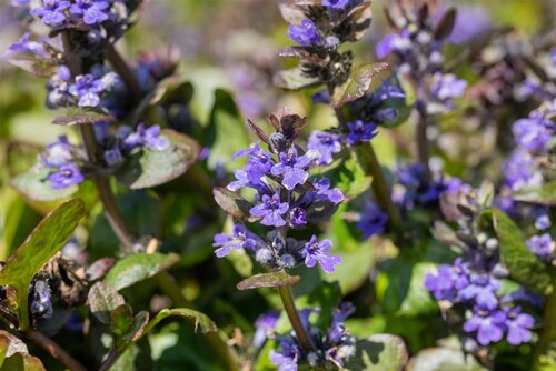 Hello Garden Ajuga reptans Catlins Giant bodembedekker - afbeelding 3