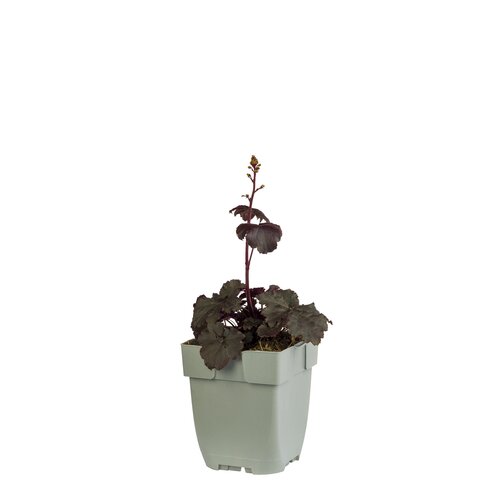 Heuchera 'Black Sea', in 11cm-pot