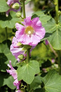 Hello Garden Alcea rosea Nigra vaste plant - afbeelding 6