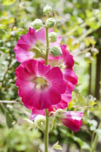 Hello Garden Alcea rosea Nigra vaste plant - afbeelding 2