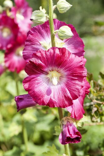 Hello Garden Alcea rosea Nigra vaste plant - afbeelding 3