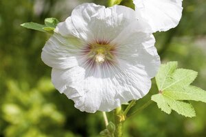 Hello Garden Alcea rosea Nigra vaste plant - afbeelding 5