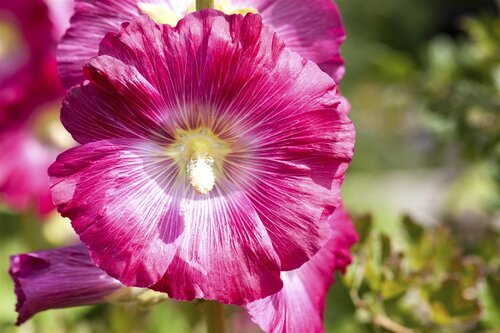 Hello Garden Alcea rosea Nigra vaste plant - afbeelding 4