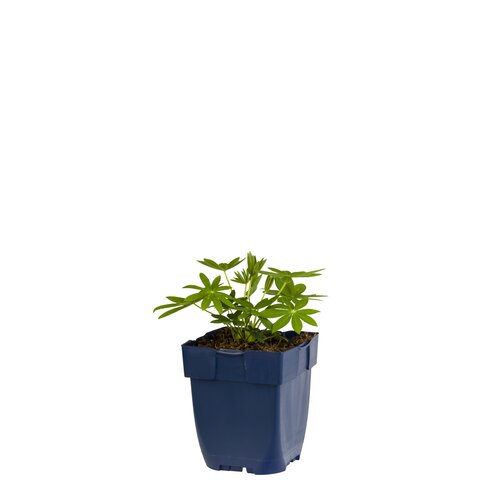 Lupinus 'Noblemaiden', in 11cm-pot - afbeelding 1