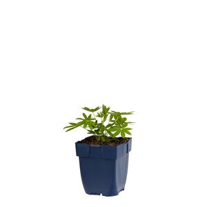 Lupinus 'Noblemaiden', in 11cm-pot - afbeelding 1