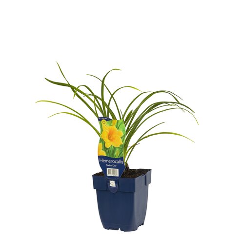 Hemerocallis 'Stella d'Oro', in 11cm-pot - afbeelding 1