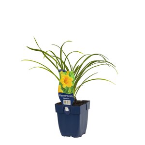 Hemerocallis 'Stella d'Oro', in 11cm-pot - afbeelding 1