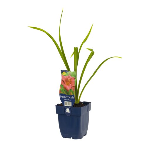 Hemerocallis 'Summer Wine', in 11cm-pot