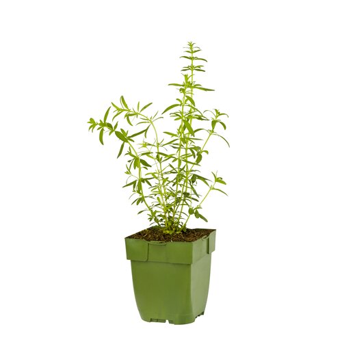 Hyssopus officinalis, in 11cm-pot - afbeelding 1