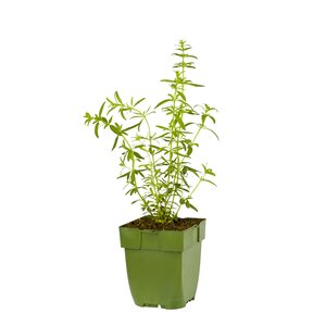 Hyssopus officinalis, in 11cm-pot - afbeelding 1