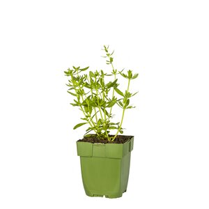 Hyssopus officinalis, in 11cm-pot - afbeelding 2