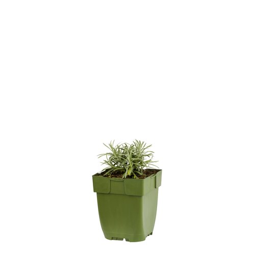Helichrysum italicum, in 11cm-pot - afbeelding 1
