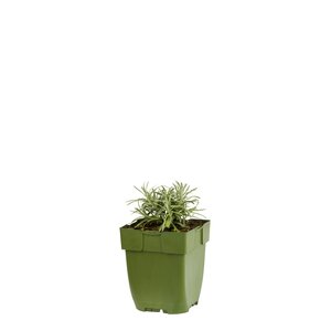 Helichrysum italicum, in 11cm-pot - afbeelding 1