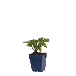 Hello Garden Alcea rosea Pleniflora Wit vaste plant - afbeelding 2