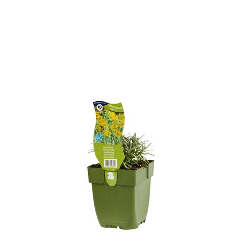 Helichrysum italicum, in 11cm-pot - afbeelding 2