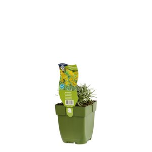 Helichrysum italicum, in 11cm-pot - afbeelding 2