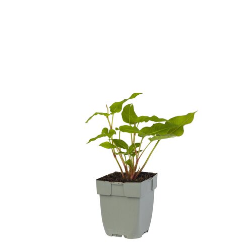 Persicaria ampl. 'White Eastfield', in 11cm-pot