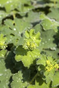 Hello Garden Alchemilla mollis vaste plant - afbeelding 4