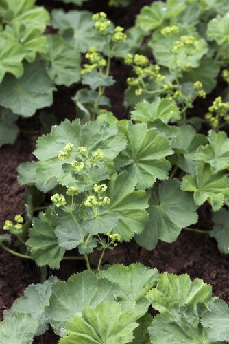 Hello Garden Alchemilla mollis vaste plant - afbeelding 1