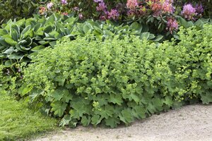 Hello Garden Alchemilla mollis vaste plant - afbeelding 2