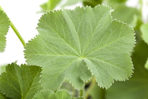 Hello Garden Alchemilla mollis vaste plant - afbeelding 3
