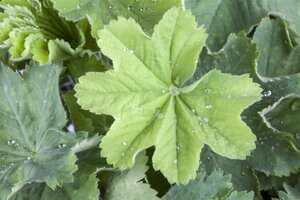 Hello Garden Alchemilla mollis vaste plant - afbeelding 5