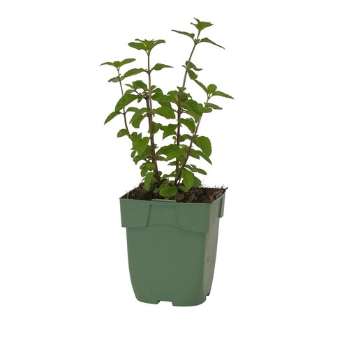 Mentha pip. 'Basil', in 11cm-pot