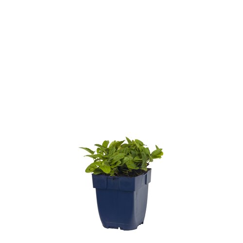 Prunella grand. 'Alba', in 11cm-pot