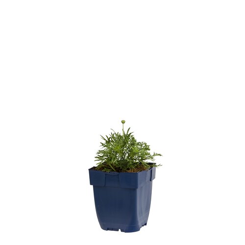 Rhodanthemum 'Casablanca', in 11cm-pot