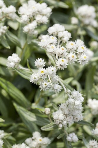Hello Garden Anaphalis triplinervis vaste plant - afbeelding 1