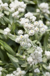 Hello Garden Anaphalis triplinervis vaste plant - afbeelding 1