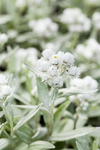 Hello Garden Anaphalis triplinervis vaste plant - afbeelding 2
