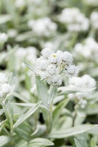 Hello Garden Anaphalis triplinervis vaste plant - afbeelding 2